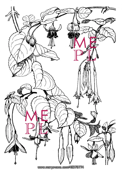 : Fuchsia. Studies in plant form with suggestions for their application to design : Fuchsia. Studies in plant form with suggestions for their application to design
