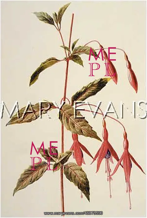  : FUCHSIA. Single fuchsia