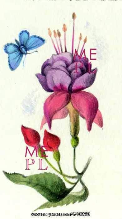  : Fuchsia and blue butterfly