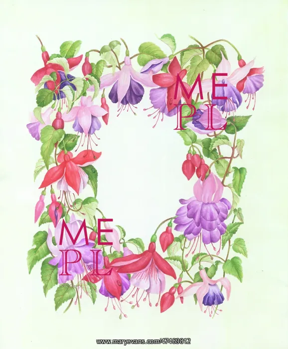 : Fuchsia Border - Assorted Varieties : Fuchsia Border - Assorted Varieties