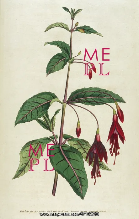 : Fuchsia Coccinea or Scarlet Fuchsia : Fuchsia Coccinea or Scarlet Fuchsia