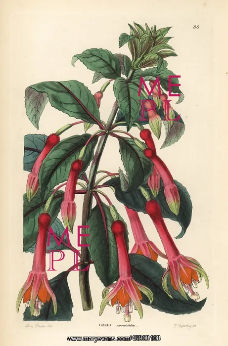: Fuchsia denticulata : Fuchsia denticulata