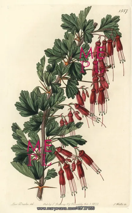 : Fuchsia-flowered gooseberry, Ribes speciosum : Fuchsia-flowered gooseberry, Ribes speciosum
