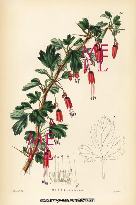 : Fuchsia-flowered gooseberry, Ribes speciosum : Fuchsia-flowered gooseberry, Ribes speciosum