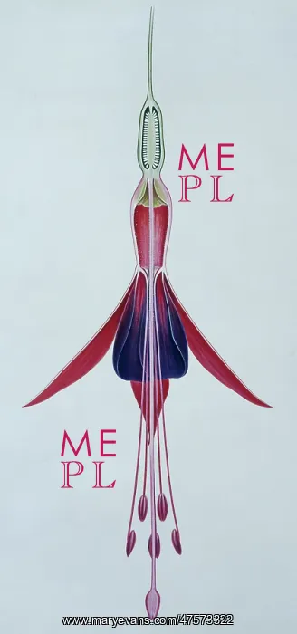 : Fuchsia gracilis, hardy fuchsia : Fuchsia gracilis, hardy fuchsia