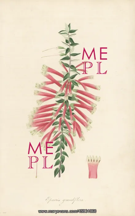 : Fuchsia heath or cigarette flower, Epacris longiflora : Fuchsia heath or cigarette flower, Epacris longiflora