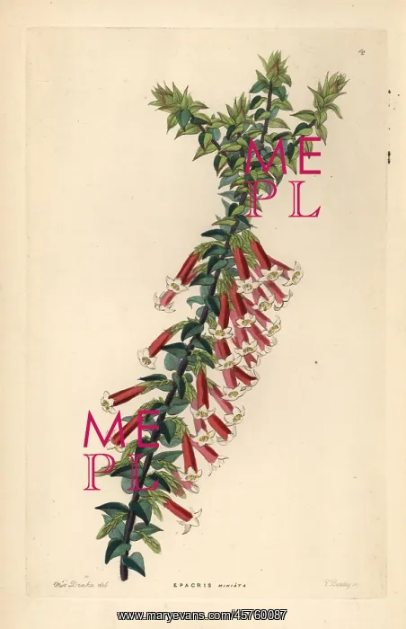  : Fuchsia heath, Epacris longiflora