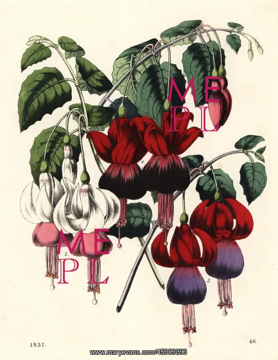 : Fuchsia hybrid varieties : Fuchsia hybrid varieties