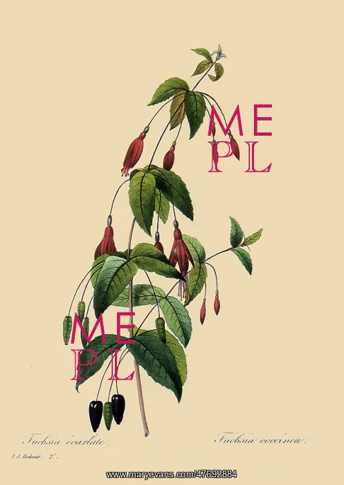 : Fuchsia magellanica : Fuchsia magellanica