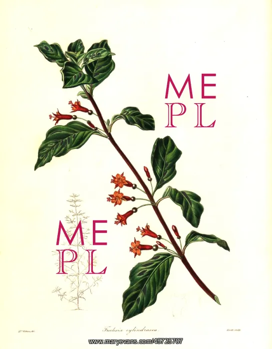 : Fuchsia parviflora : Fuchsia parviflora