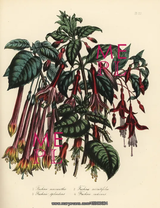 : Fuchsia species : Fuchsia species