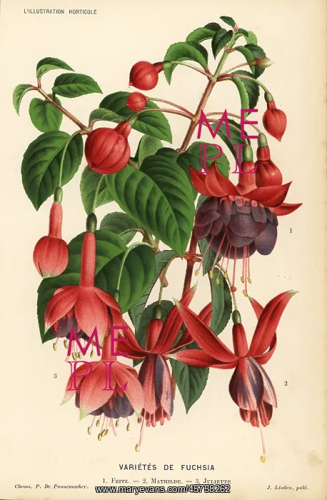 : Fuchsia varieties: Fritz, Mathilde and Juliette : Fuchsia varieties: Fritz, Mathilde and Juliette