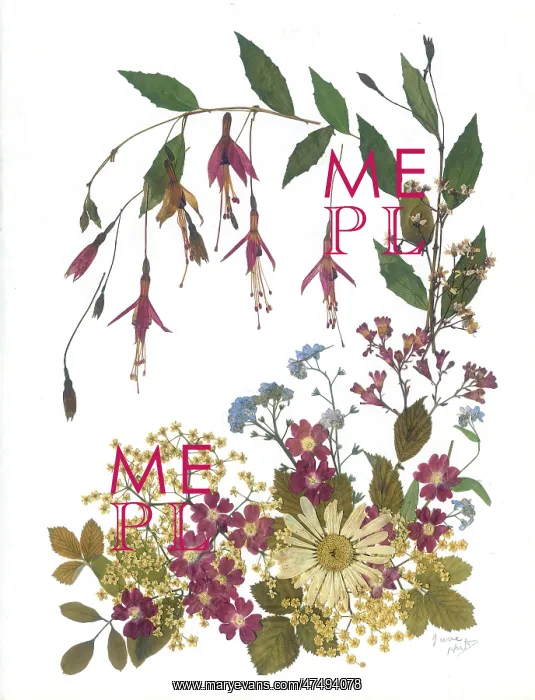 : Fuchsias, Forget-me-not and Daisy : Fuchsias, Forget-me-not and Daisy