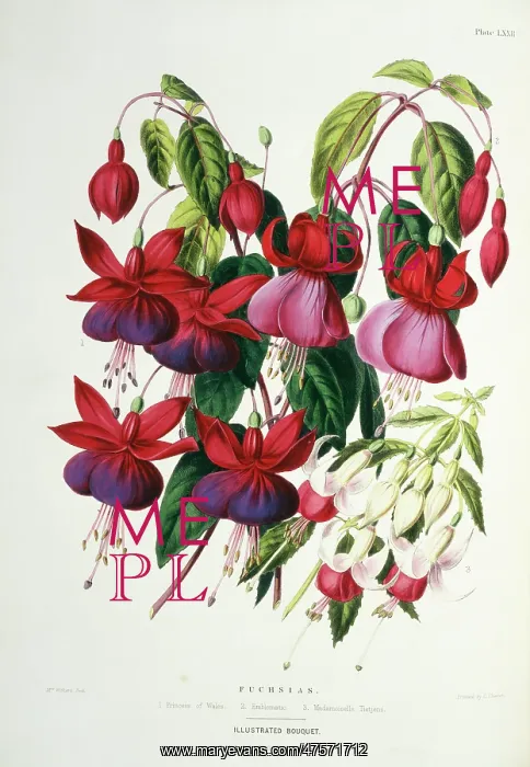 : Fuchsias sp. Princess of Wales : Fuchsias sp. Princess of Wales
