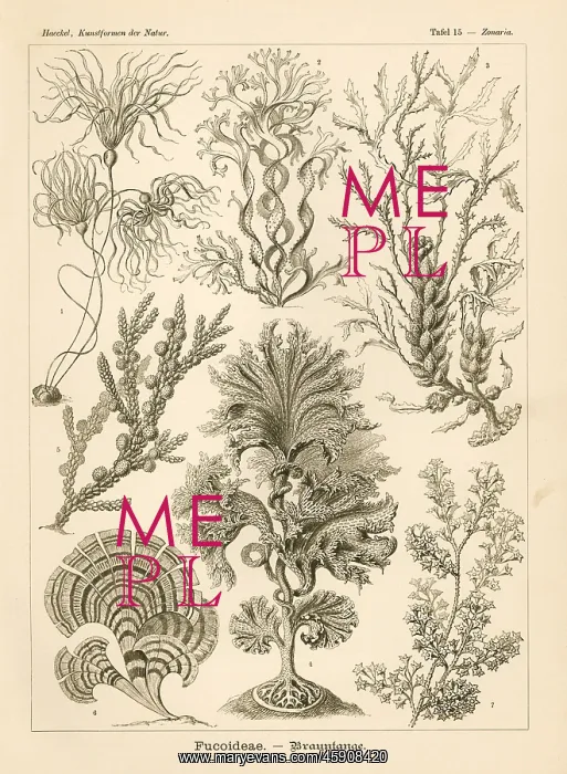 : Fucoideae seaweeds and algae : Fucoideae seaweeds and algae