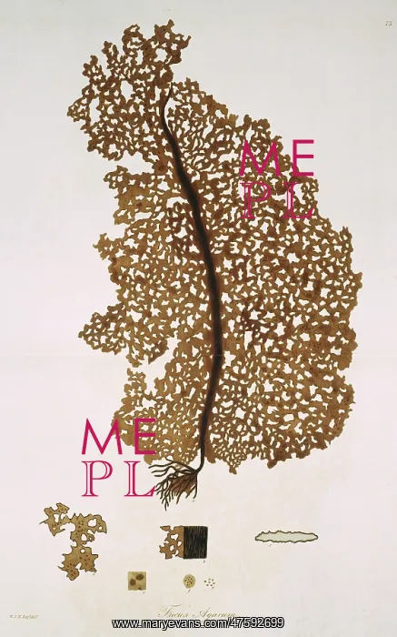 : Fucus agarum, kelp : Fucus agarum, kelp