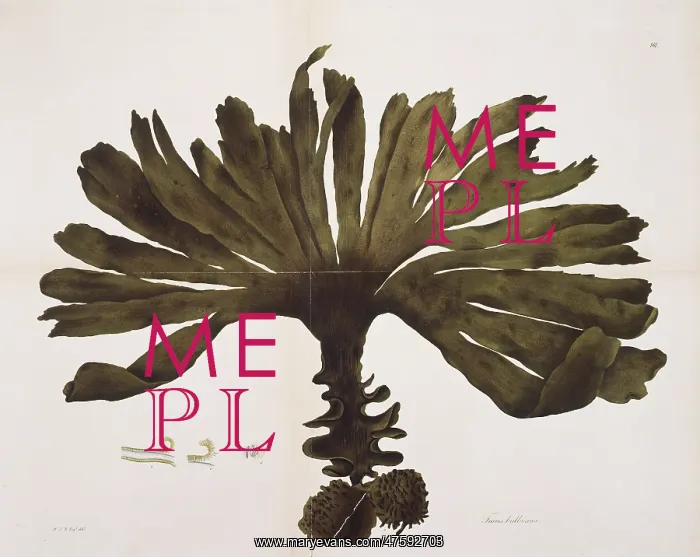 : Fucus bulbosus, kelp : Fucus bulbosus, kelp