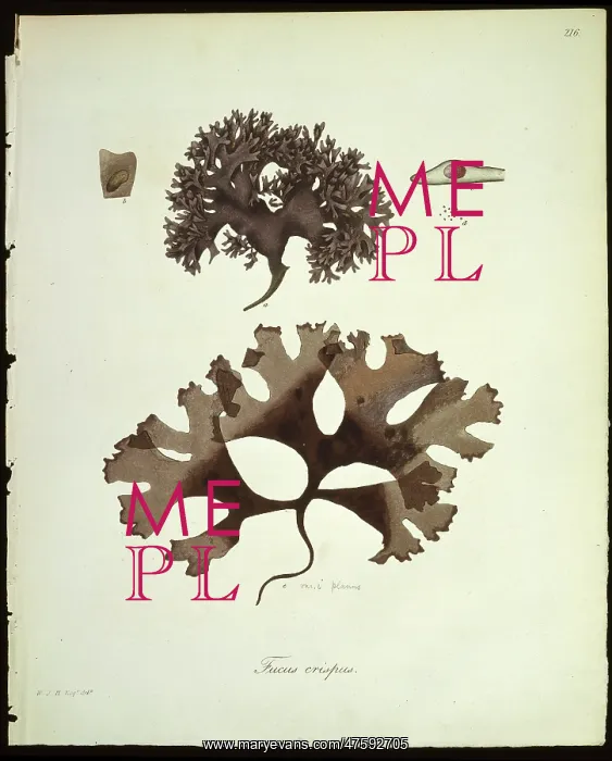 : Fucus crispus, kelp : Fucus crispus, kelp