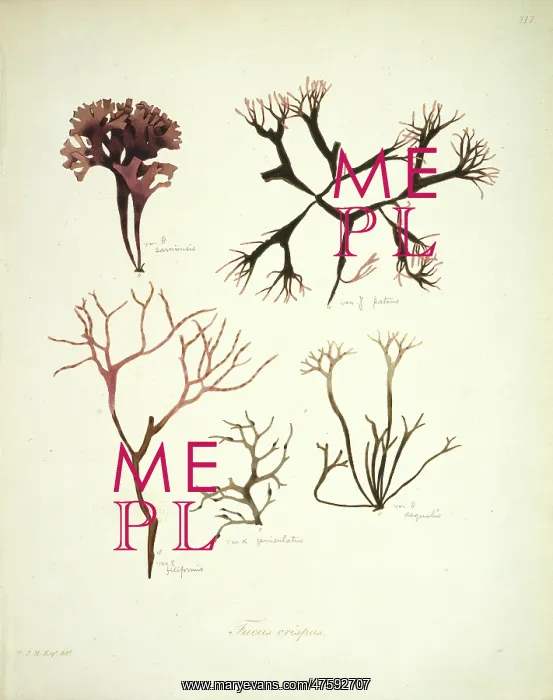 : Fucus crispus, kelp : Fucus crispus, kelp