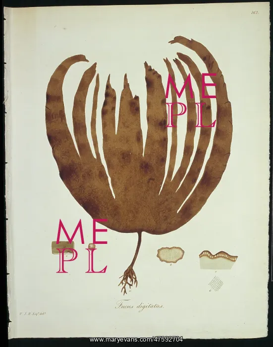 : Fucus digitatus, kelp : Fucus digitatus, kelp