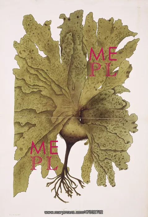 : Fucus radiatus, kelp : Fucus radiatus, kelp
