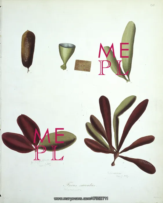 : Fucus saccatus, kelp : Fucus saccatus, kelp