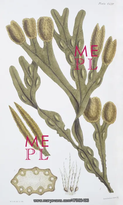 : Fucus vesiculosis, bladderwrack : Fucus vesiculosis, bladderwrack
