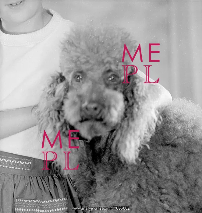 : Fudge, Maxine Bernstein's Dog : Fudge, Maxine Bernstein's Dog