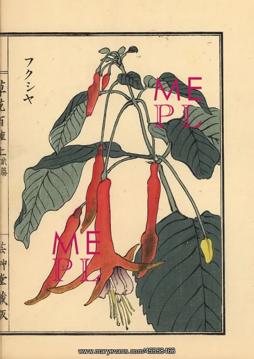 : Fukusha or fuchsia, Fuchsia : Fukusha or fuchsia, Fuchsia