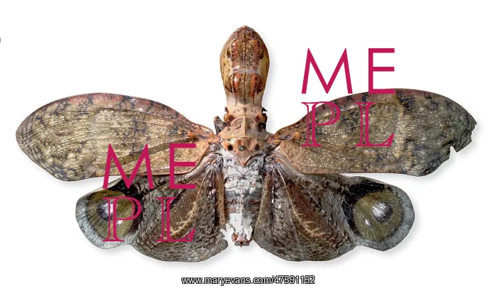 : Fulgora laternaria, peanut head bug
