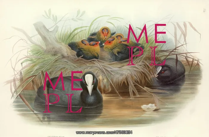 : Fulica atra, common coot : Fulica atra, common coot