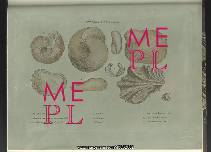 : Fullers Earth fossils : Fullers Earth fossils