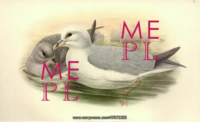 : Fulmaris glacialis, northern fulmar : Fulmaris glacialis, northern fulmar