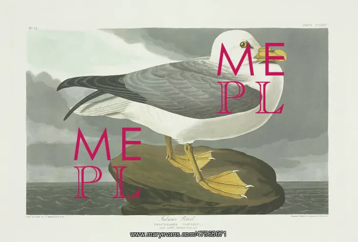 : Fulmarus glacialis, northern fulmar : Fulmarus glacialis, northern fulmar