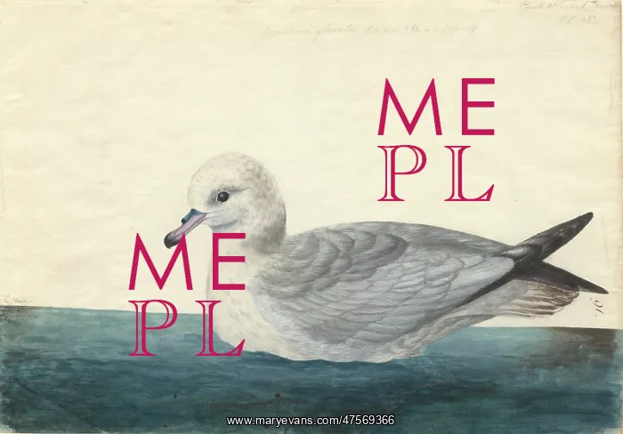 : Fulmarus glacialoides, southern fulmar : Fulmarus glacialoides, southern fulmar