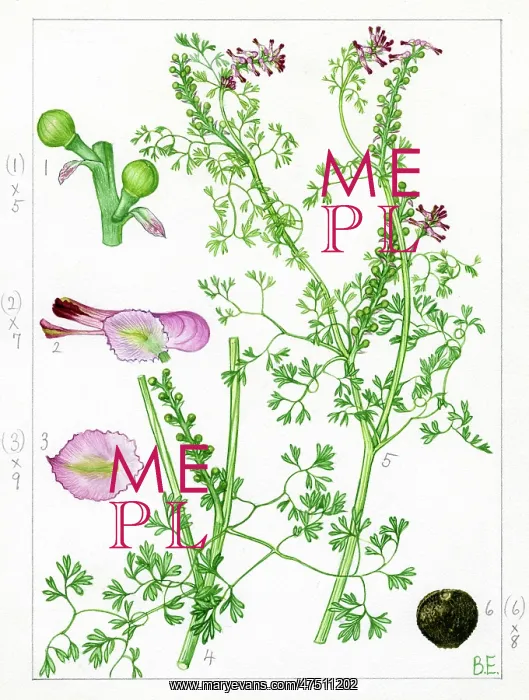 : Fumaria micrantha - close-flowered fumitory : Fumaria micrantha - close-flowered fumitory