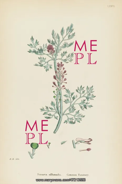  : FUMARIA OFFICINALIS