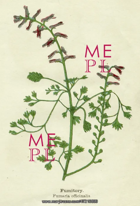 : FUMARIA OFFICINALIS : FUMARIA OFFICINALIS