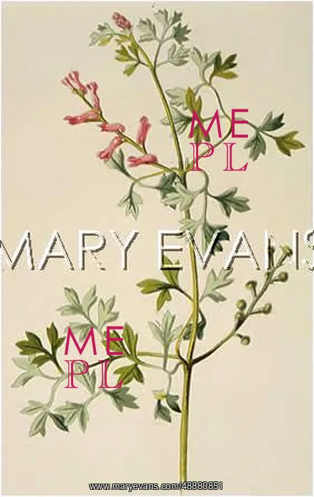  : FUMARIA OFFICINALIS