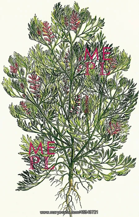 : Fumaria officinalis. Colored engraving : Fumaria officinalis. Colored engraving