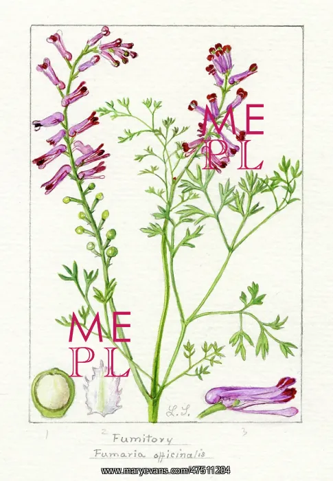 : Fumaria officinalis - the common fumitory : Fumaria officinalis - the common fumitory