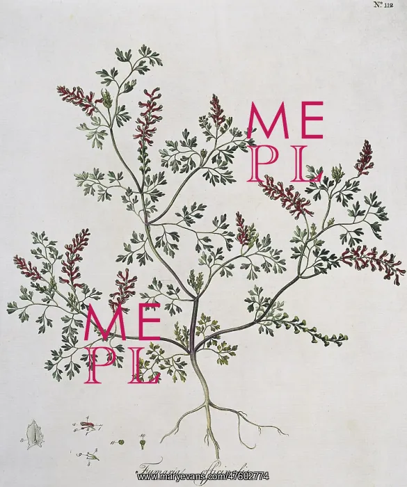 : Fumaria officinalis, fumitory : Fumaria officinalis, fumitory