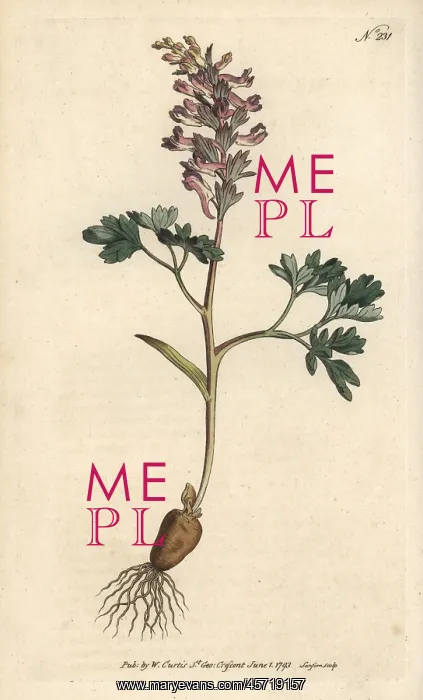 : Fumewort, Corydalis solida : Fumewort, Corydalis solida