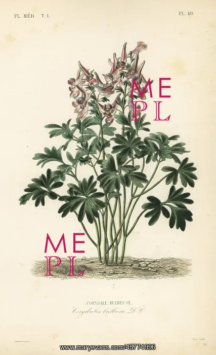 : Fumewort, Corydalis solida : Fumewort, Corydalis solida