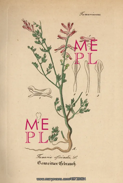 : Fumitory, Fumaria officinalis : Fumitory, Fumaria officinalis