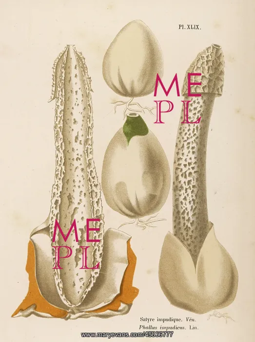 : Funghi. PHALLUS IMPUDICUS (poisonous)