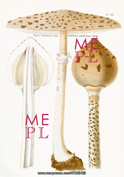 : Funghi. AGARICUS COLUBRINUS (edible) : Funghi. AGARICUS COLUBRINUS (edible)