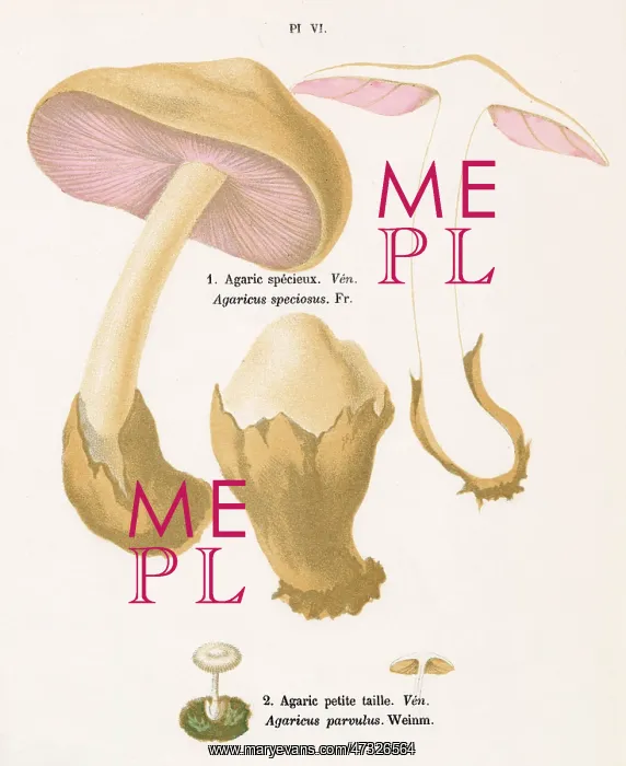 : Funghi. AGARICUS SPECIOSUS AGARICUS PARVULUS (poisonous) : Funghi. AGARICUS SPECIOSUS AGARICUS PARVULUS (poisonous)