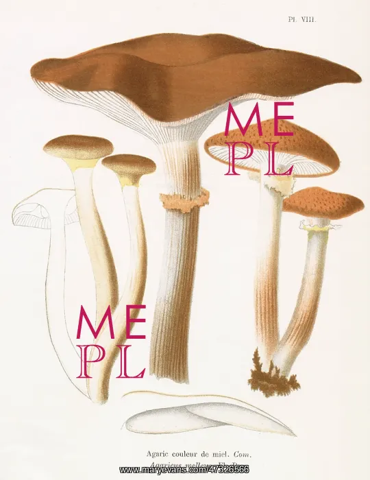  : Funghi. AGARICUS MELLEUS (edible)