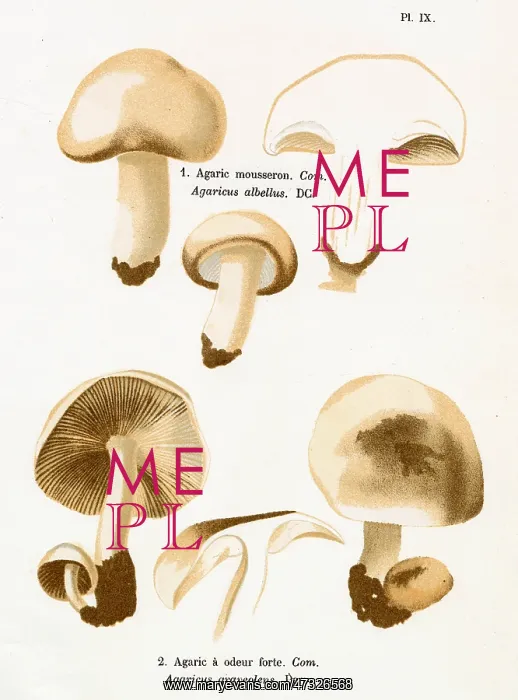 : Funghi. AGARICUS ALBELLUS AGARICUS GRAVEOLENS (edible) : Funghi. AGARICUS ALBELLUS AGARICUS GRAVEOLENS (edible)